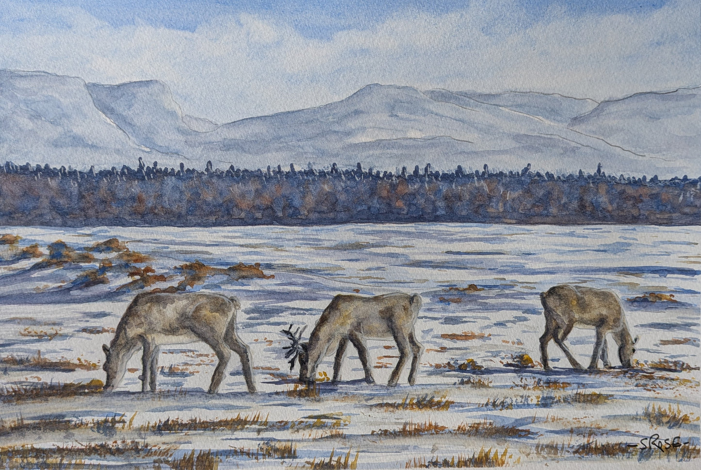Caribou, Newfoundland (watercolour painting)